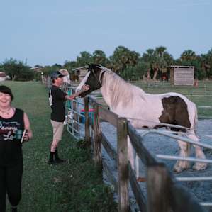 horse animal