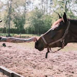horse animal