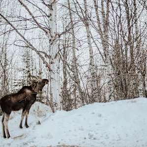 Moose frequent the property