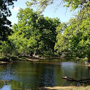 Pond