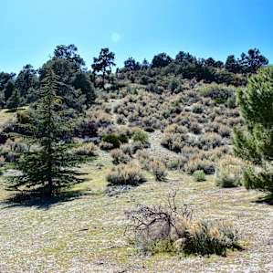 The view from the back yard. So serene. There were many birds to watch too.