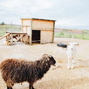farm animal goats