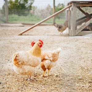 animal chicken