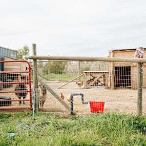 farm animal goat