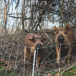 Right when I brought my camera up to my face they got up and came towards the fence. I think they like the camera :)