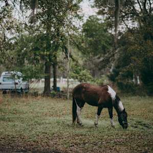 Note: when setting up camp or parking your RV near the pond, horses will not be this close - Buzz just decided to go on an 6 AM adventure.