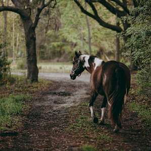 forest horse animal