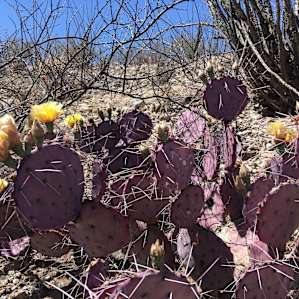 Ocotillo Flats
