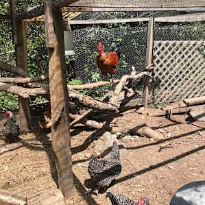 Flock of Chickens