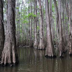 Caddo Lake Campground