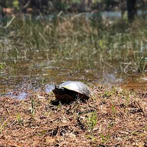 Turtles!