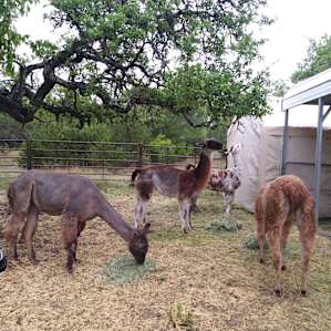 The llamas enjoy the relaxation of camping too.