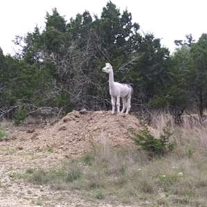 Another picture of the llamas in the morning. They enjoy getting alfalfa and carrots with their food.