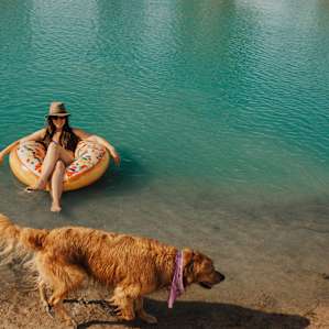dog swimming animal
