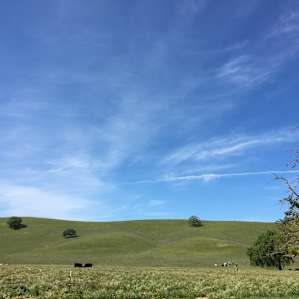 Free Grazing Land