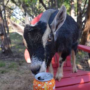 Curious goats that love being petted! Watch your drink cause they like knocking those out!