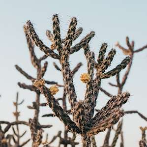 Lots of cactus and desert beauty.