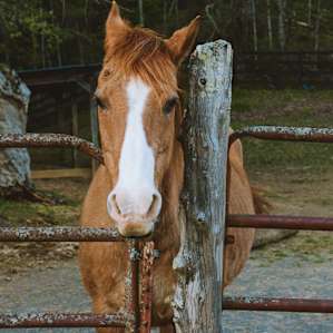 Janice takes you along with her to feed the animals and show you how life on the farm is.