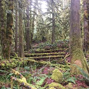 Exploring the forest.