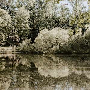 The Pond cast beautiful reflections over the lush greenery!