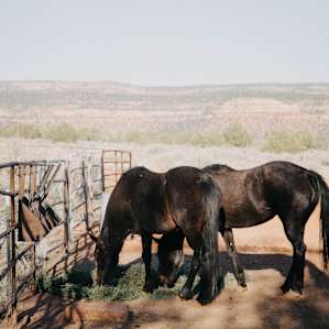 horse animal