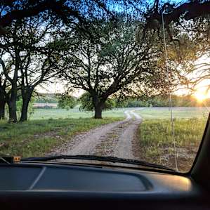 Ancient Oaks