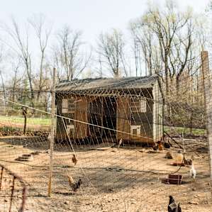 They also have farm fresh eggs available for purchase and chickens on the property.