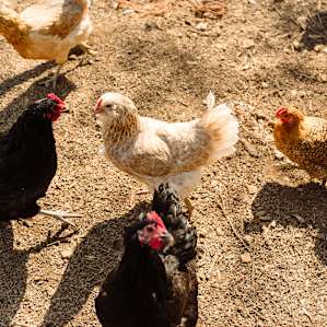 animal chickens