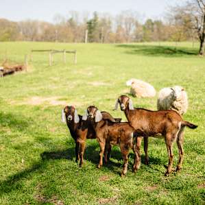 Even super cute baby goats! :)