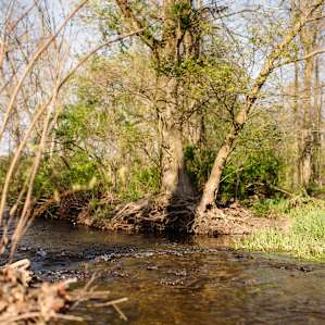 Fly fishing is available in the creek as well.
