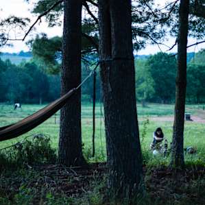 The stoic old pines are a gorgeous spot for relaxing and taking in the views.