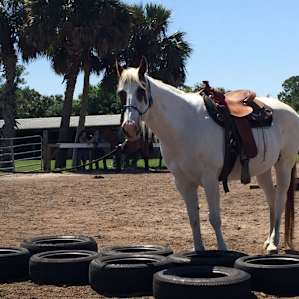Beautiful Florida Horse Country