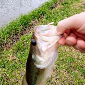 The blue gills in this pond are bigger than this bass! . . .