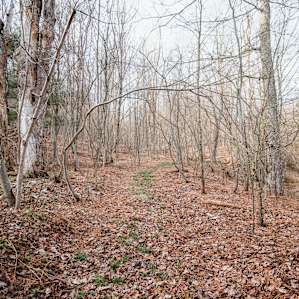 Spend time walking through the wooded area.