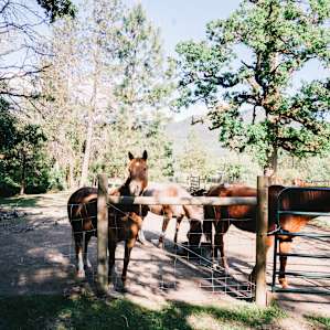 A few of the horses greeting me as I arrived. They're gentle and very friendly.