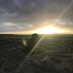 Dixie enjoying the vastness.