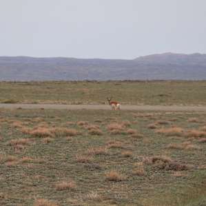 Prong horn antelope.