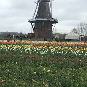 Tulip festival in Holland, MI