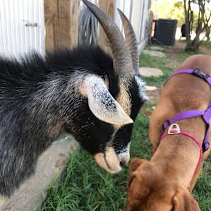 New friends
