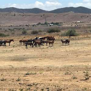 There were so many horses and other animals to see.