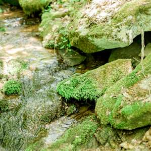 Trickling creeks and tiny waterfalls everywhere!