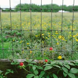 Wild strawberries!
