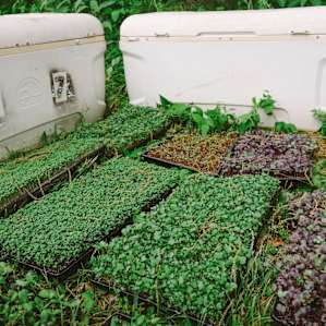 Micro greens looking happy!