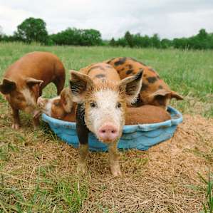 What a great idea to mix their water and food in a pool!