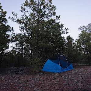 Treehouse Camp: Forest/Desert