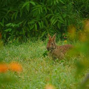 Bunny from our Campsite!