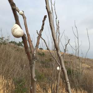 Snail trees, lol.