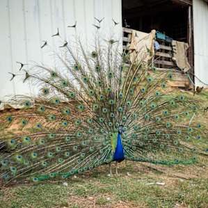 Poor guy kept flashing his plumage with no luck; apparently the ladies on the farm are a little too young to be interested this year. Better luck next year, bro!
