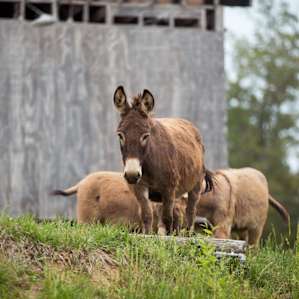 Here come the mini-donks!