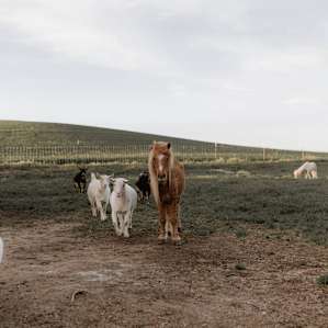 horse animal goat